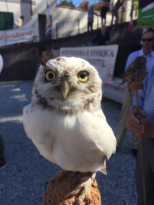 CIVETTA BIANCA fiera Crespina settembre