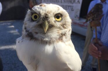 CIVETTA BIANCA fiera Crespina settembre