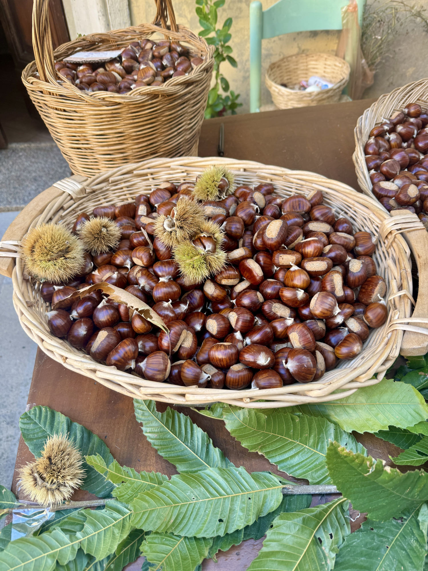 Cesti di marroni associati alla descrizione della Festa del Marrone. — Sagra del Marrone di Rivalto