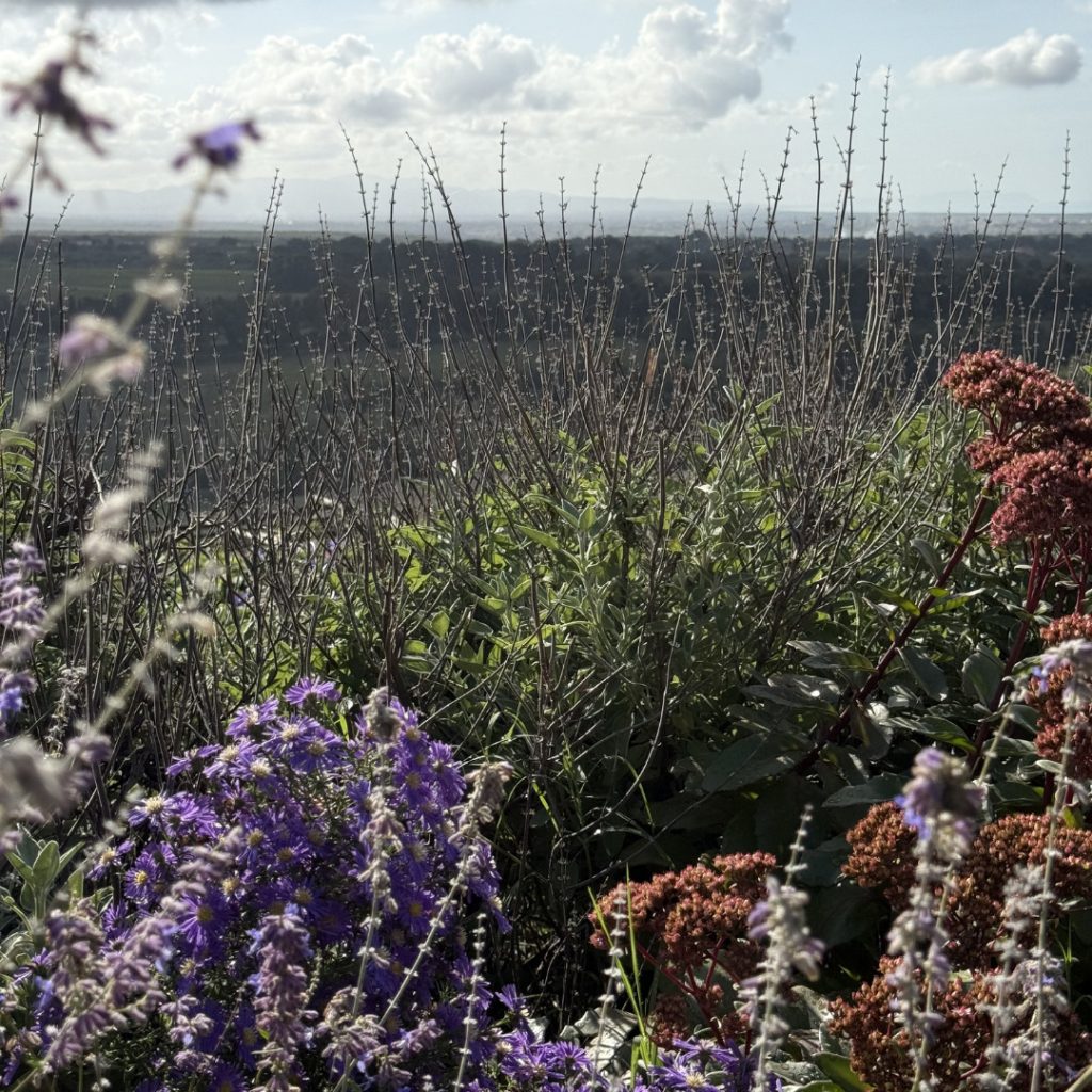 dettaglio di piante aromatiche in primo piano e colline sullo sfondo